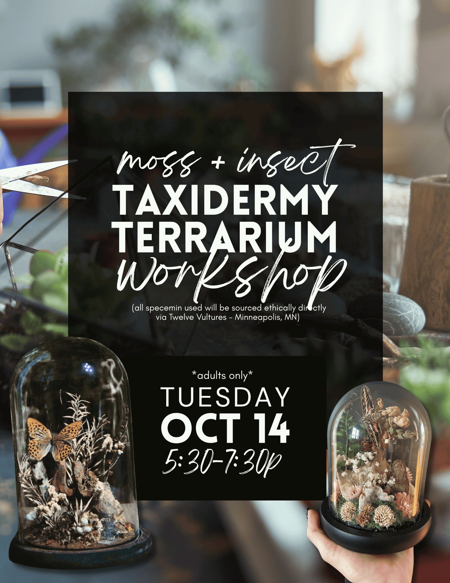 Moss + Insect Taxidermy Terrarium Workshop - Oct 14
